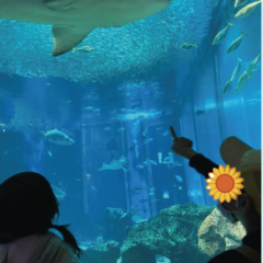 水族館へ行きました